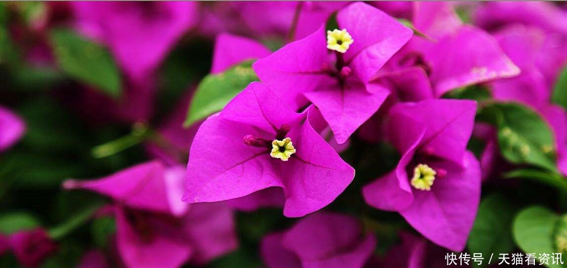 此花在开花的时候就好像全是叶子一样,不过却十分的鲜艳