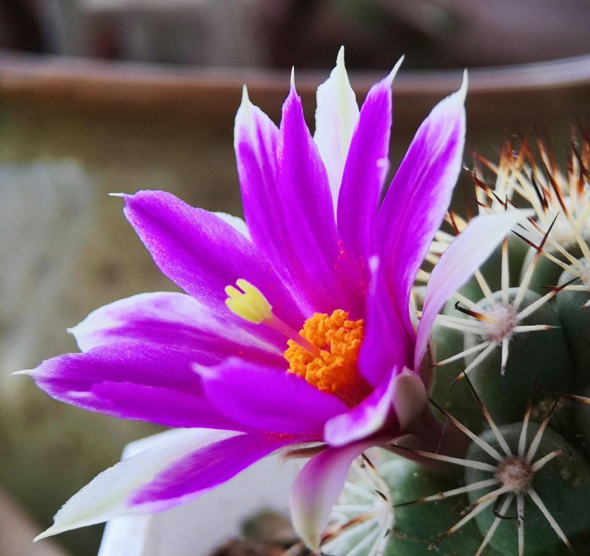 境界|养花的三大境界,你在哪一层?