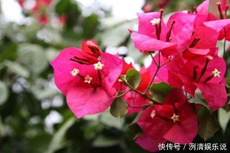 养护|家里的三角梅开败后迟迟不复花，做好几点，不到一月就花开爆盆