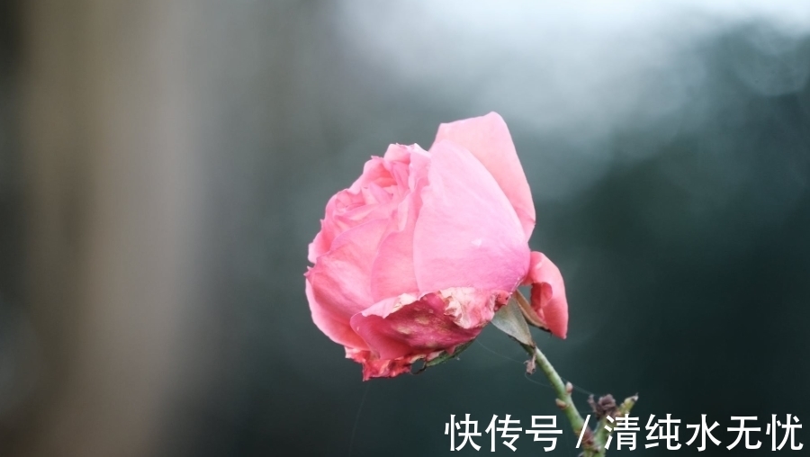 余生|7月,弱水三千,只取一瓢,甜蜜爱恋,3生肖相爱余生,破镜重圆