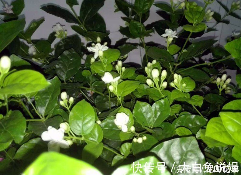 侧枝|养6种花,手不能懒,经常“剪一剪”,越剪越爆盆
