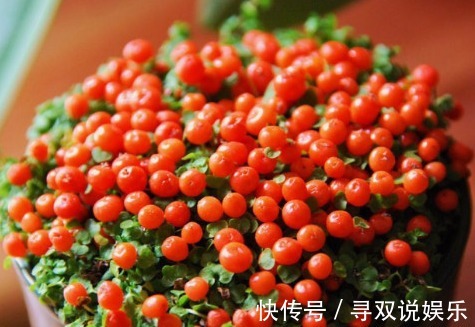集市|老妈去集市上逛的时候,买回来的盆栽,没想到结出来一个个红宝石