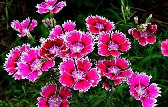 几款花卉好养易爆盆，价格便宜花期长，一开就停不下来