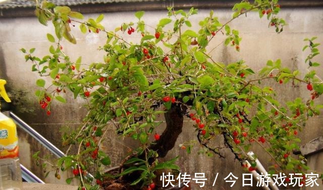 养花草不如养枸杞，平时当盆景观赏，结了果子还能食用！
