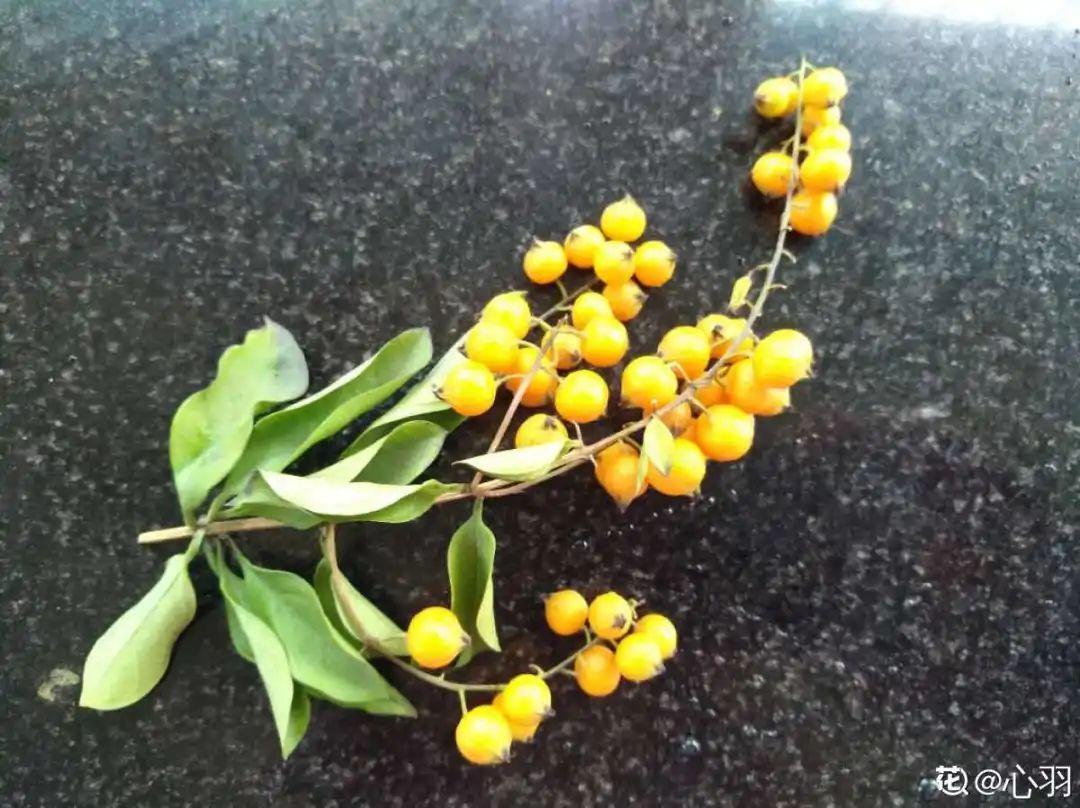 有毒性|20种有毒花,出门别乱摘,有小孩的特别注意