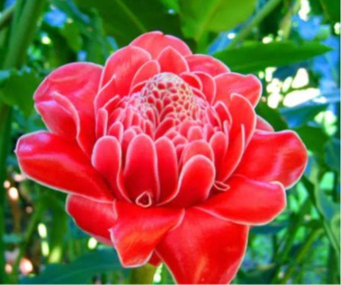 最有仙气的4种花，迷人的花朵，家里养一盆，满屋飘香