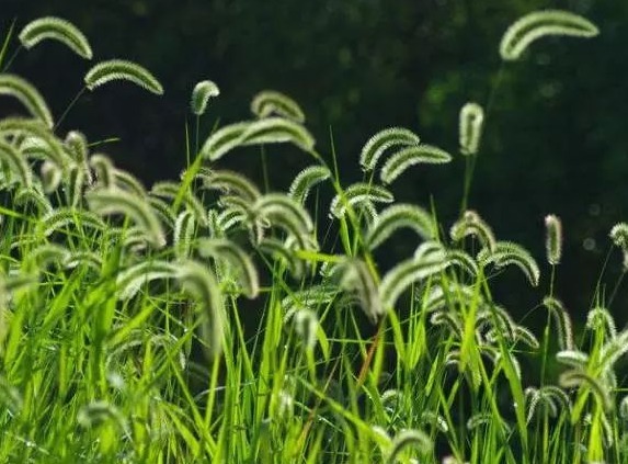 泡水喝|“狗尾巴草”泡水喝功效太大了,男人女人都离不开,早知早受益!