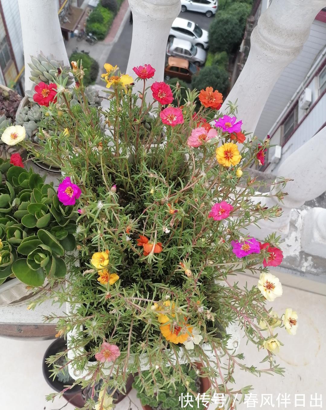 分化|这四种花是“旱鸭子”，叶片干焦也别急着浇水，旱养才能顺利开花