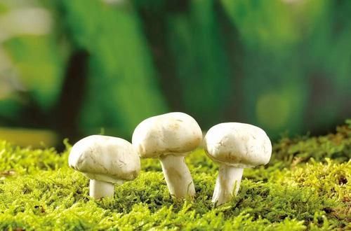 qt:levelH|肝不好的人，可以常吃这6种食物，疏肝理气，让肝一天天变好