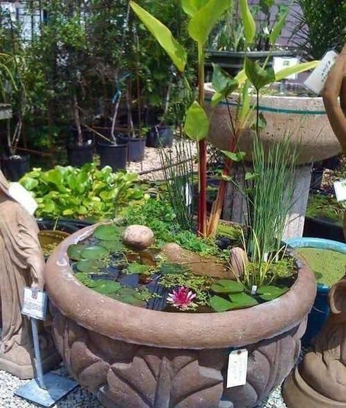 农村大水缸越来越不舍得扔了,铺些碎石水草变水景,城里人抢着要