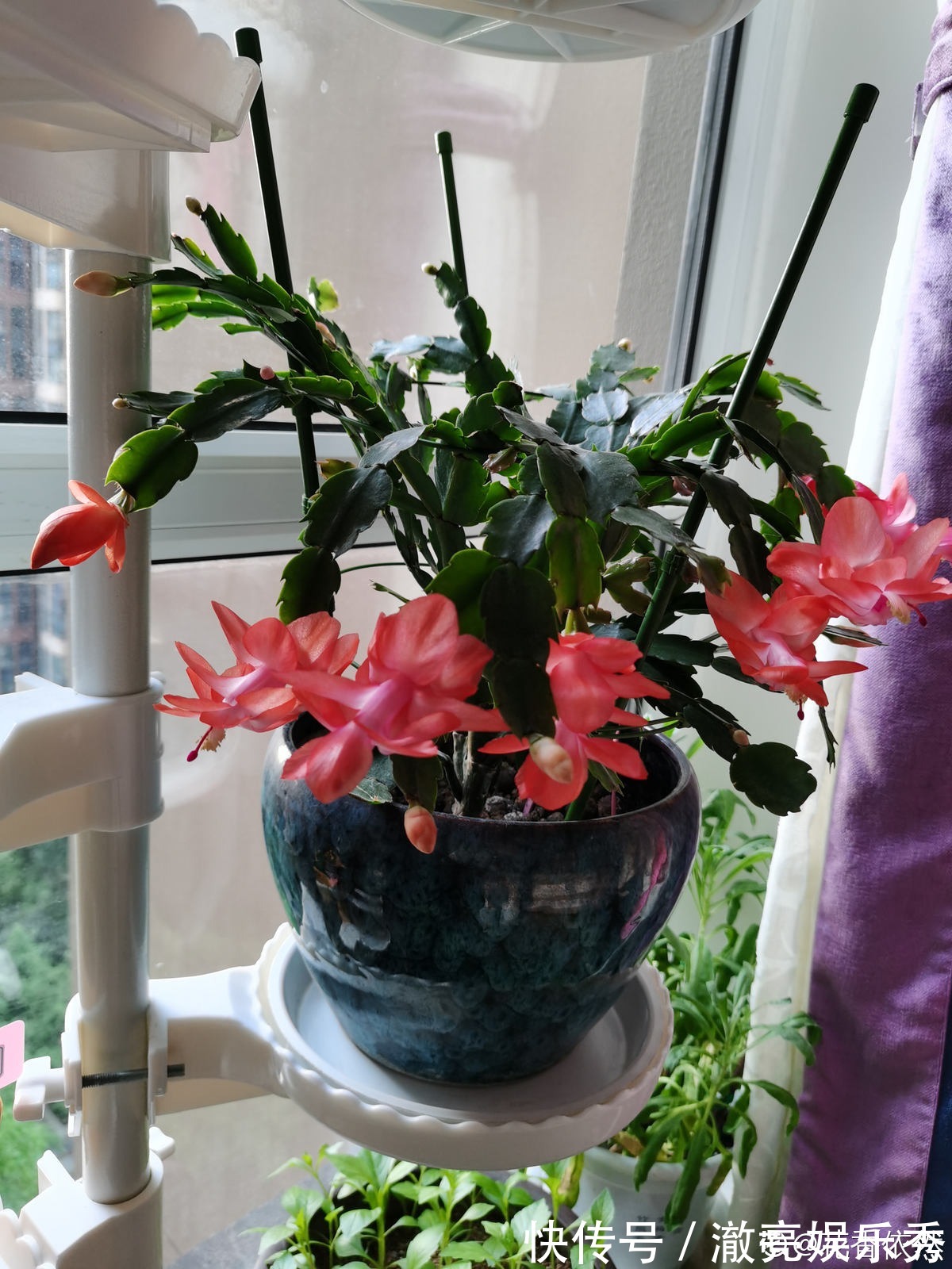 新芽|3种花马上要“醒了”,抓住时机养护,秋天呼呼冒新芽