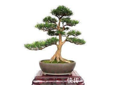 家在北方,养好罗汉松,此几点定要注意