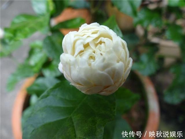 此花“人间第一香”，沾土就活，一开花就是150天，养死算你狠