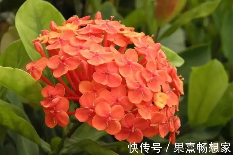 此花是寓意着要积极向前的花,就像是红色的绣球一样