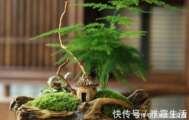 天冷文竹容易黄叶，准是5个原因导致的，冬季养它要合理避免！