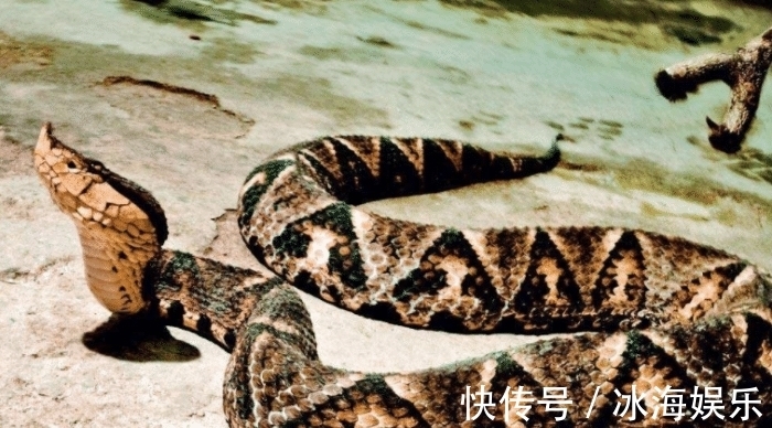 生态平衡@被五步蛇咬了只能“走5步”?专家:骗人的!你可能五步也走不完