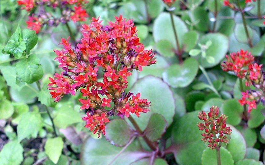 盘点长寿花家族7大常见品种,看看有哪些,你家里有吗?