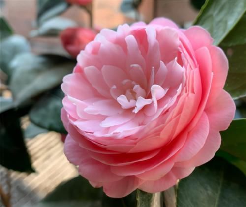 落蕾|茶花开了,没几天就蔫了,注意3点,开花如碗大