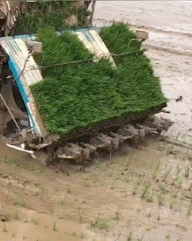 |搞笑GIF:本来我也想吃一口 但是碍于面子没张口