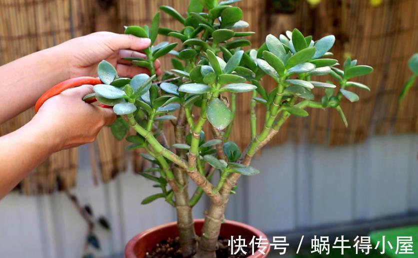 修剪|玉树的逆袭:怎么从田间野菜转变成高档盆景金枝玉叶?
