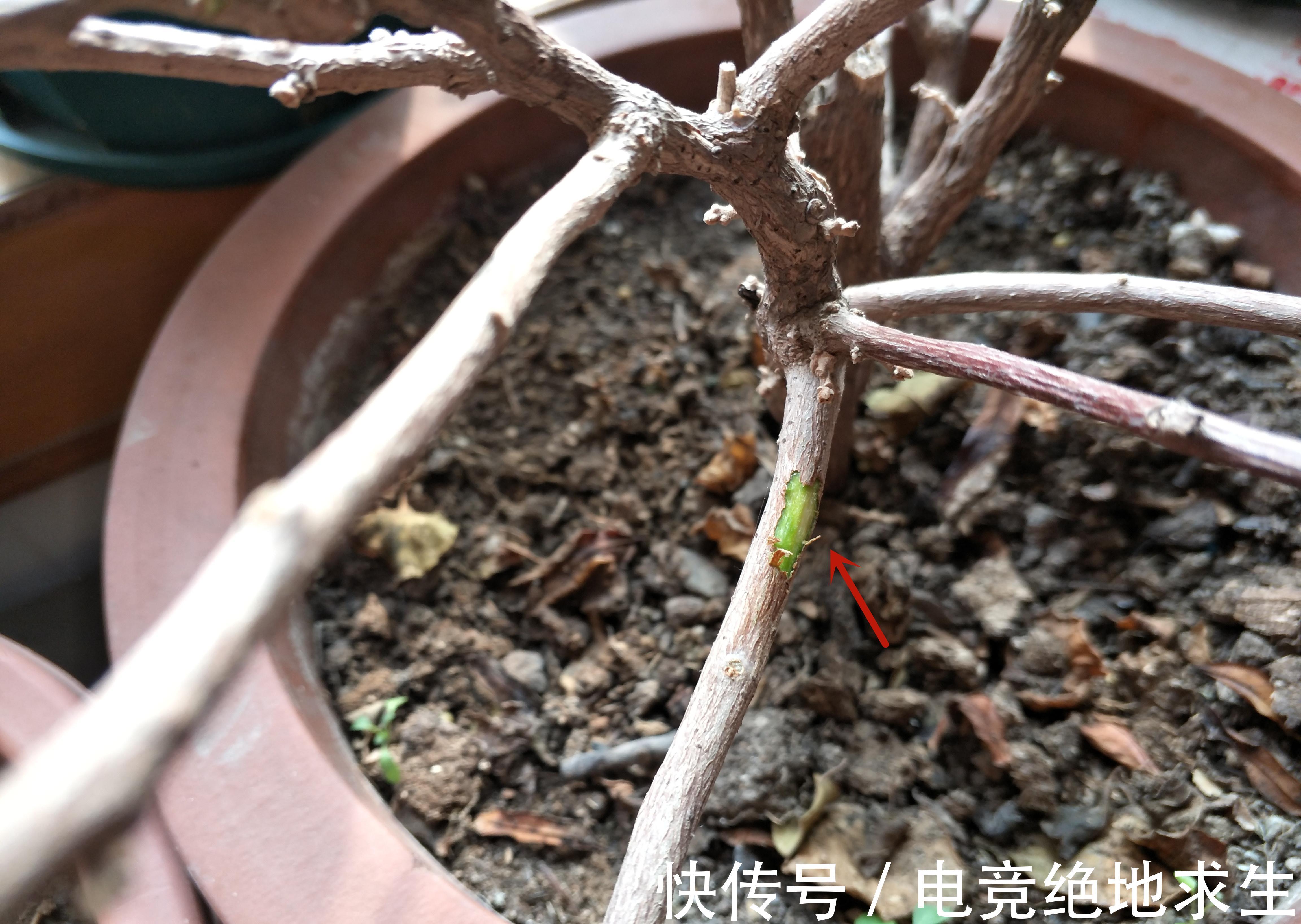 三角梅过冬以后叶片掉光,别急着扔掉,一个方法判定去与留