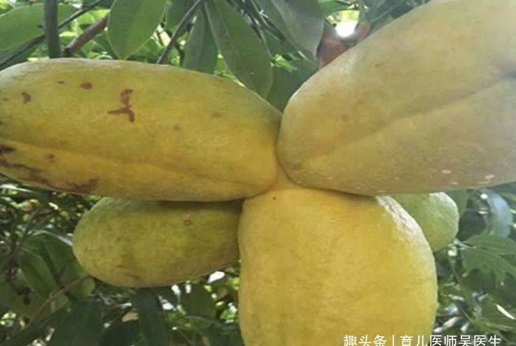 菠萝|女性不想早衰，多吃以下好食物，补充营养，清热解毒，肌肤更细腻