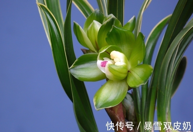 此兰有着“春兰皇后”之美誉,花型新奇,花香馥郁,好易养活