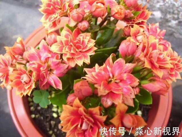 植株|园艺师教你！夏天养花“学1招”，养20天有惊喜，新枝多、开花多