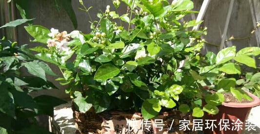 开花枝|养殖茉莉花时,这4种枝条要及时进行修剪,否则难以开花