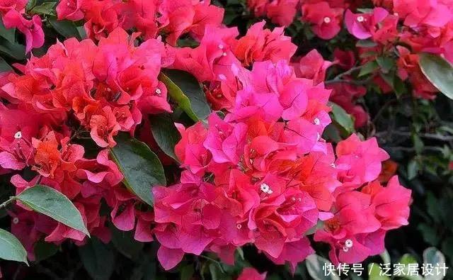 这四种三角梅红得很纯正，色彩鲜艳又漂亮，你喜欢哪一种呢？