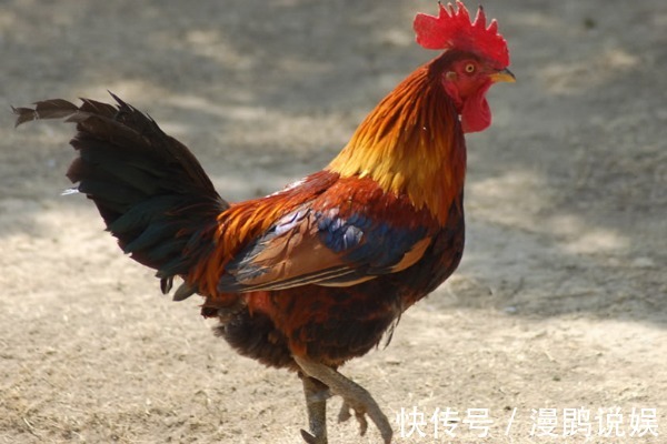 飞黄腾达|十鸡九不全揭秘81年生肖鸡的终身寿命，过了39岁后什么命