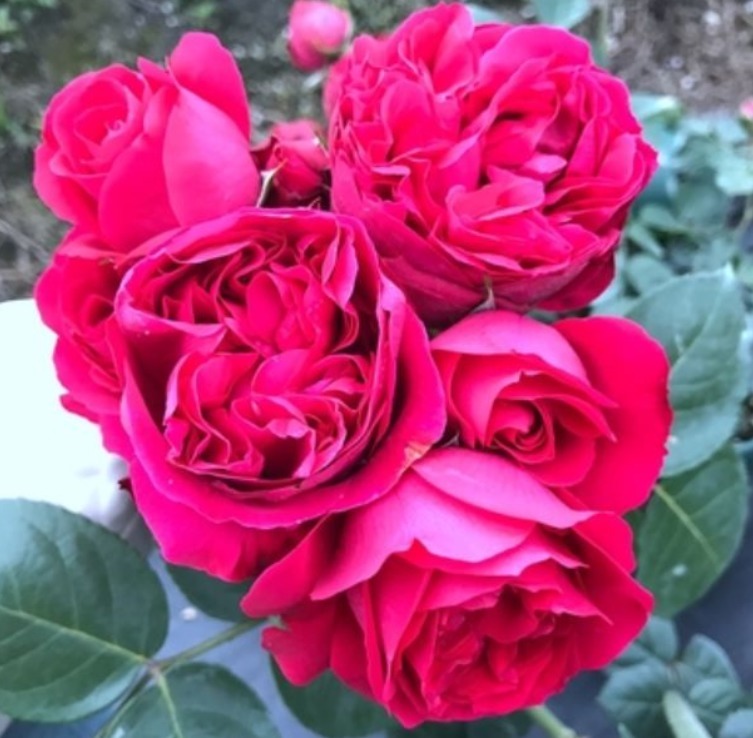 喜欢菊花，不如养盆“高档玫瑰”红色伊甸园，梦幻迷人，似新娘