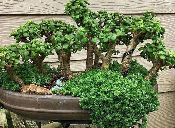 桂花树|什么发财树、平安树,都不如“2种树”,养成老桩后,很值钱!