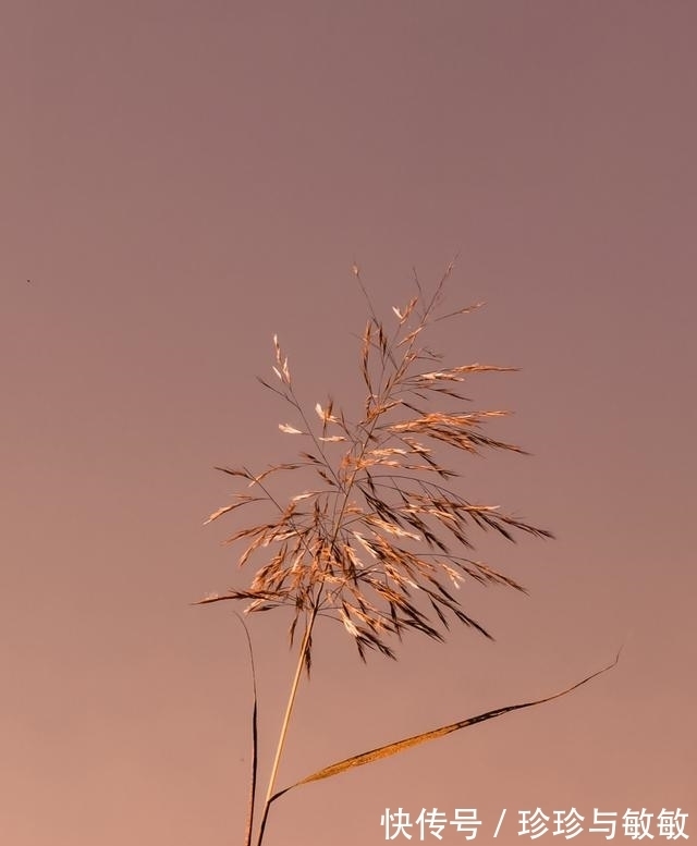 桃花|桃花滚滚，运势飙升，前任归来，甜蜜破冰，彼此珍惜