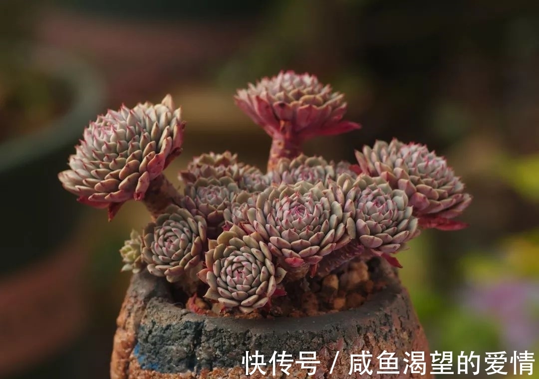 养多肉都喜欢大老桩?这10个品种全是“大粗腿”,越养越好看!