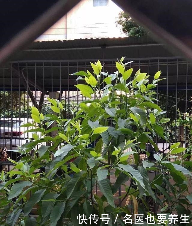 花香堪比香水，邻居大妈都追着问，眼馋极了！