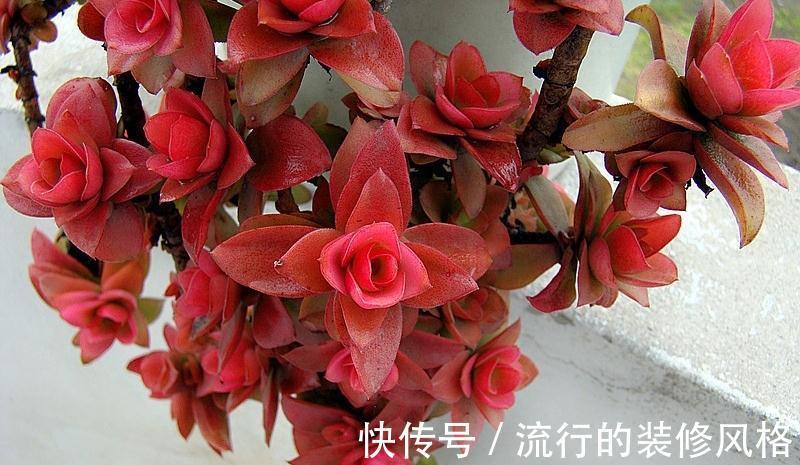 不想肉肉分分钟死给你看，赶紧入手这些皮实好养容易度夏的品种