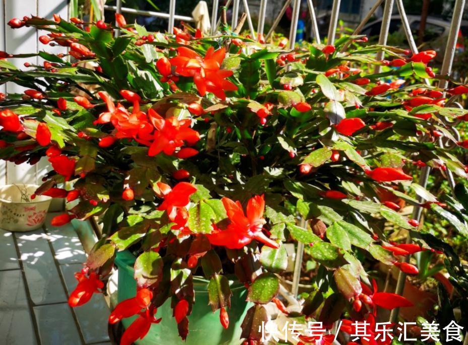 蟹爪兰冬日盆栽，掌握住4个窍门，一茬接一茬开花，又美又多