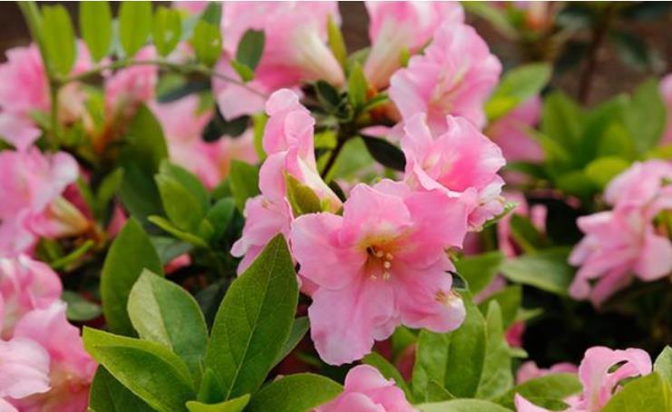 养花就养个花期长的,花大色艳,个个开花大、颜值高!