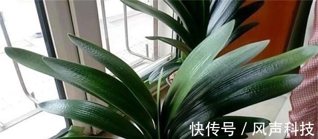 养君子兰别整那些虚的!这么养,叶片绿油油,一年开2次花!