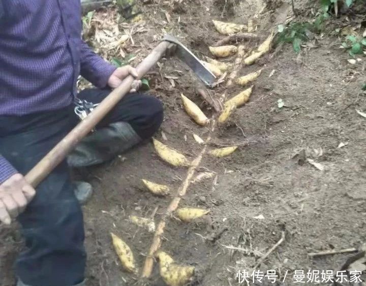 这种美食味道太鲜,一根就要好几十,过年经常吃