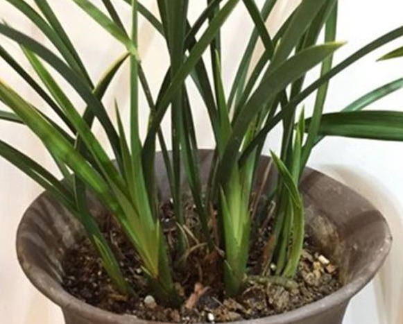 养殖小经验兰花长得好不好，不用羡慕别人啦，手把手教你养爆盆