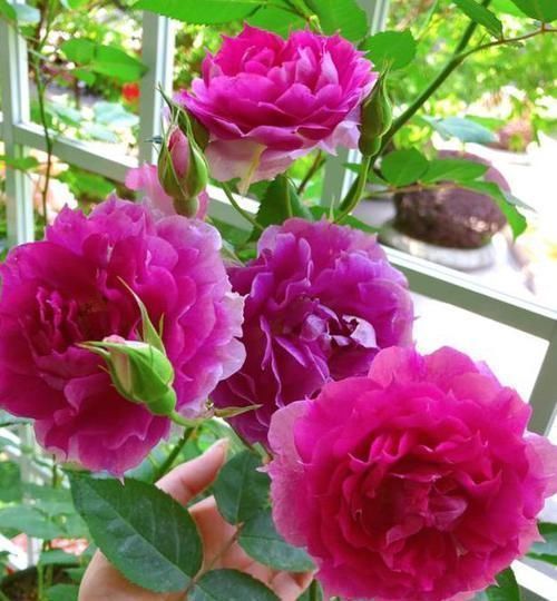 四季海棠|什么花可一年开四季盆栽上4种植物,个个都能全年花开不停歇