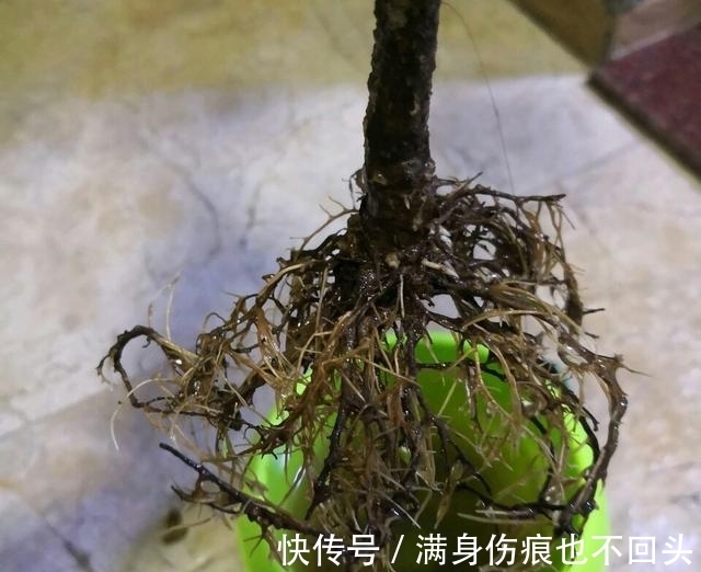 扦插|月季水插移栽总是死苗?教你3个妙招,10天存活,一个月开花