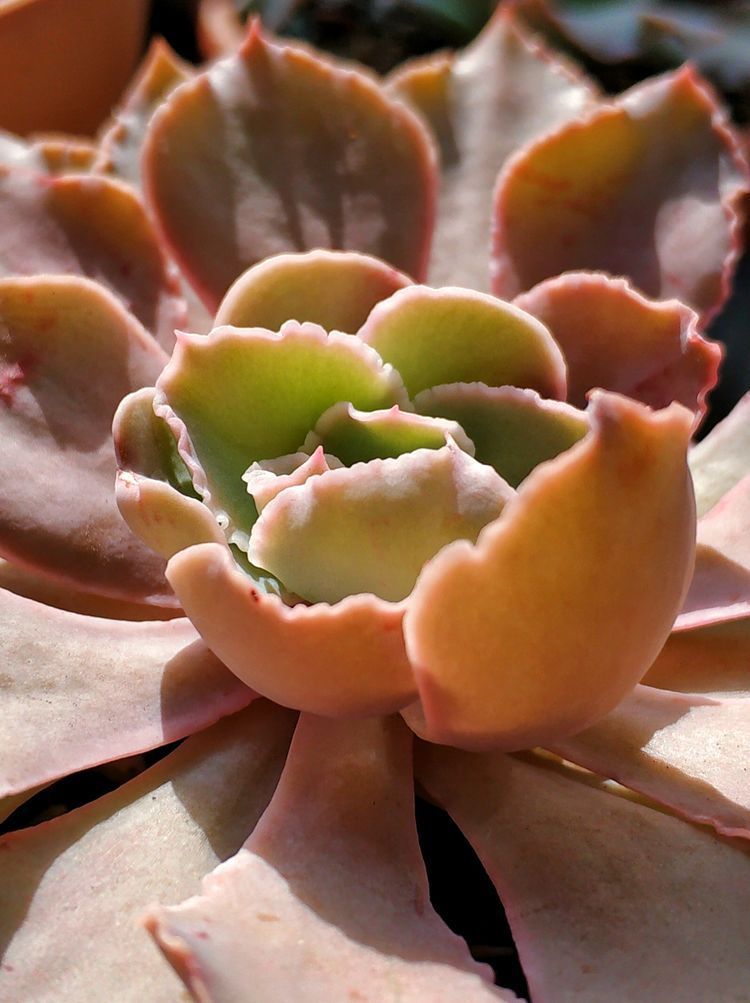 成长|与多肉一起走过的日子,见证多肉的成长过程!