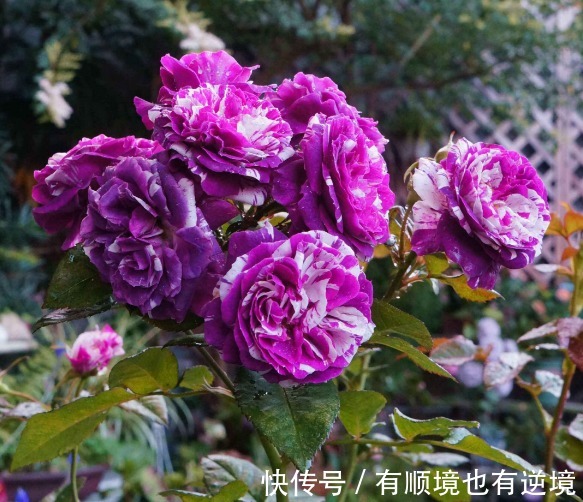 月季花杜鹃花栀子花总是养不活教你一招，连开3个月！