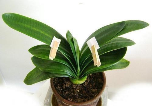 矫正|君子兰的叶子长歪了,现在矫正还来得及