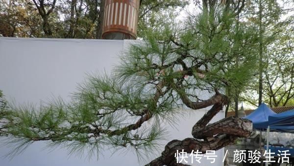 施肥|树桩盆景养护心得,造型、浇水、换盆这5点最关键