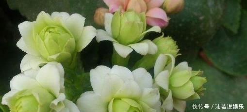 家里不如养盆浪漫“绿巴黎”吧是长寿花中的极品,花期长又好养