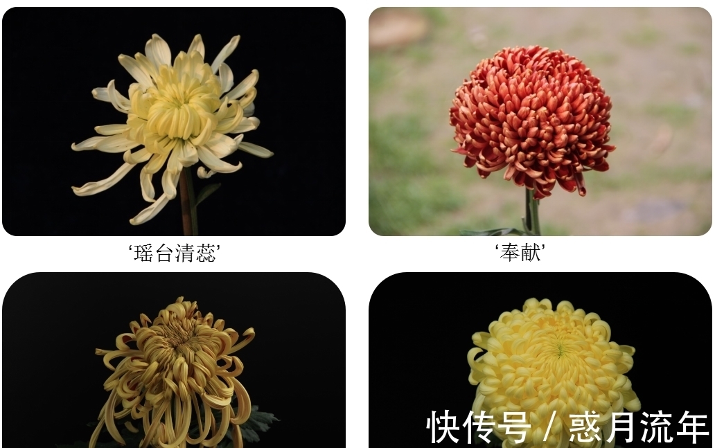 科学家&让科学家头疼的花,它高低得算一个